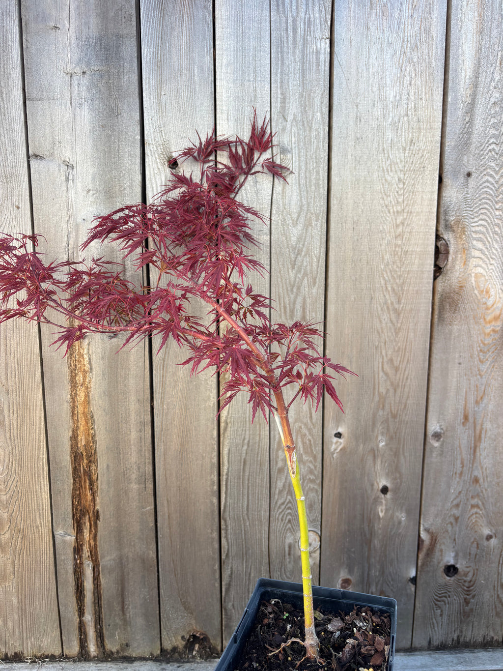 Acer Palmatum ‘Scarlett Princess’