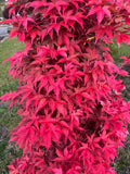 Acer Palmatum ‘Gable’s Glory’