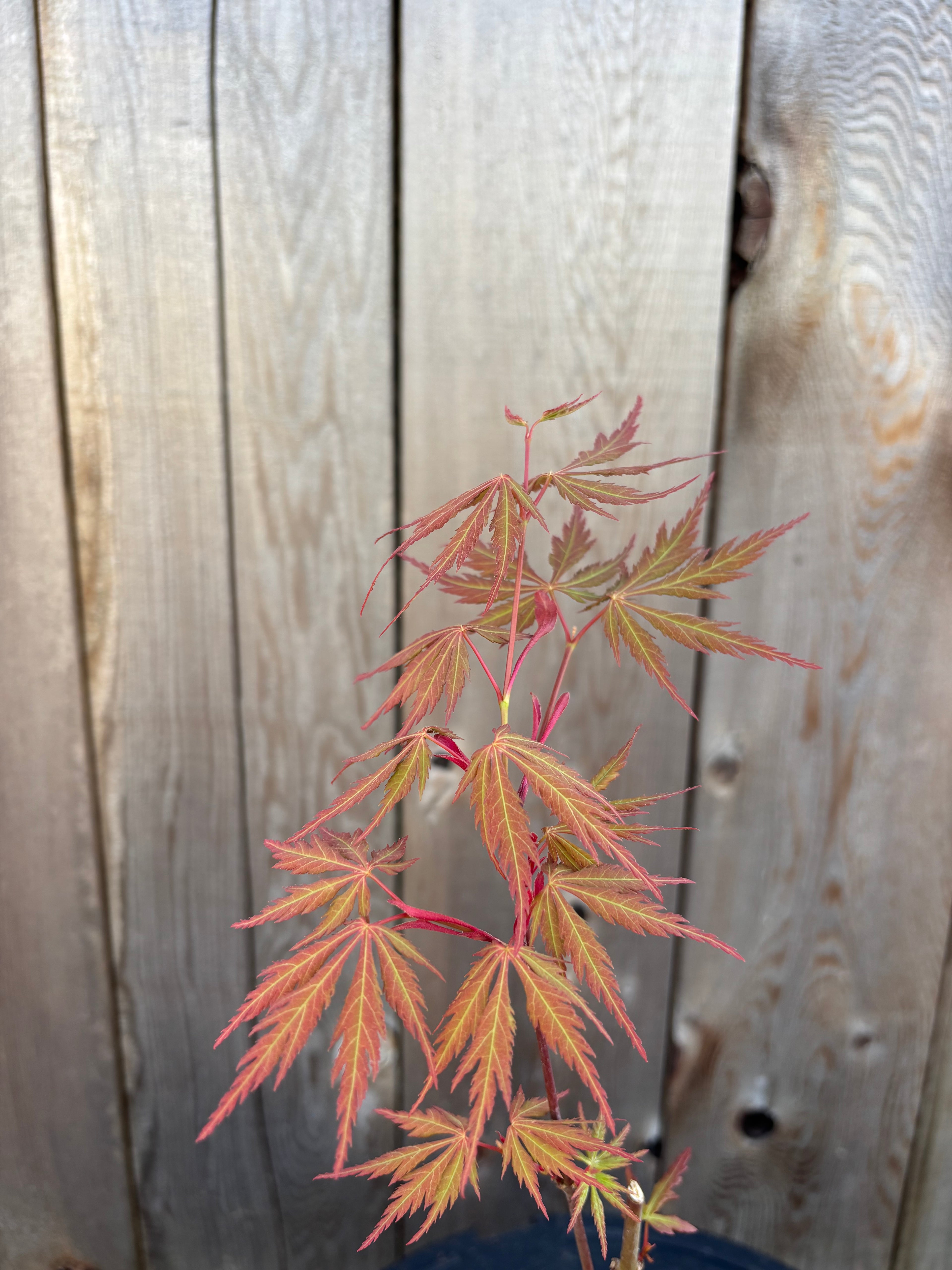 Acer Palmatum ‘Van Essen Gold’