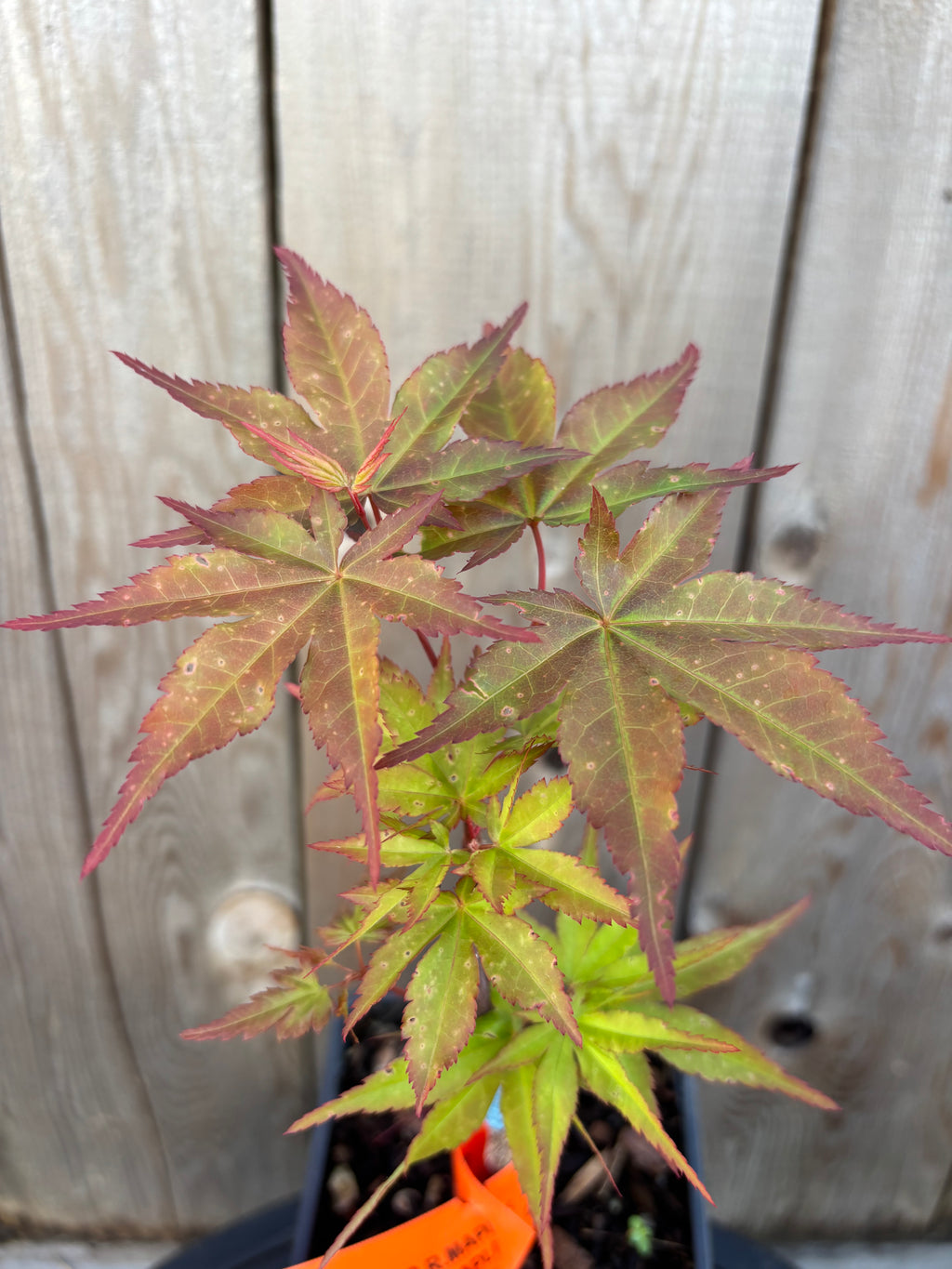 Acer Palmatum ‘Dracula’