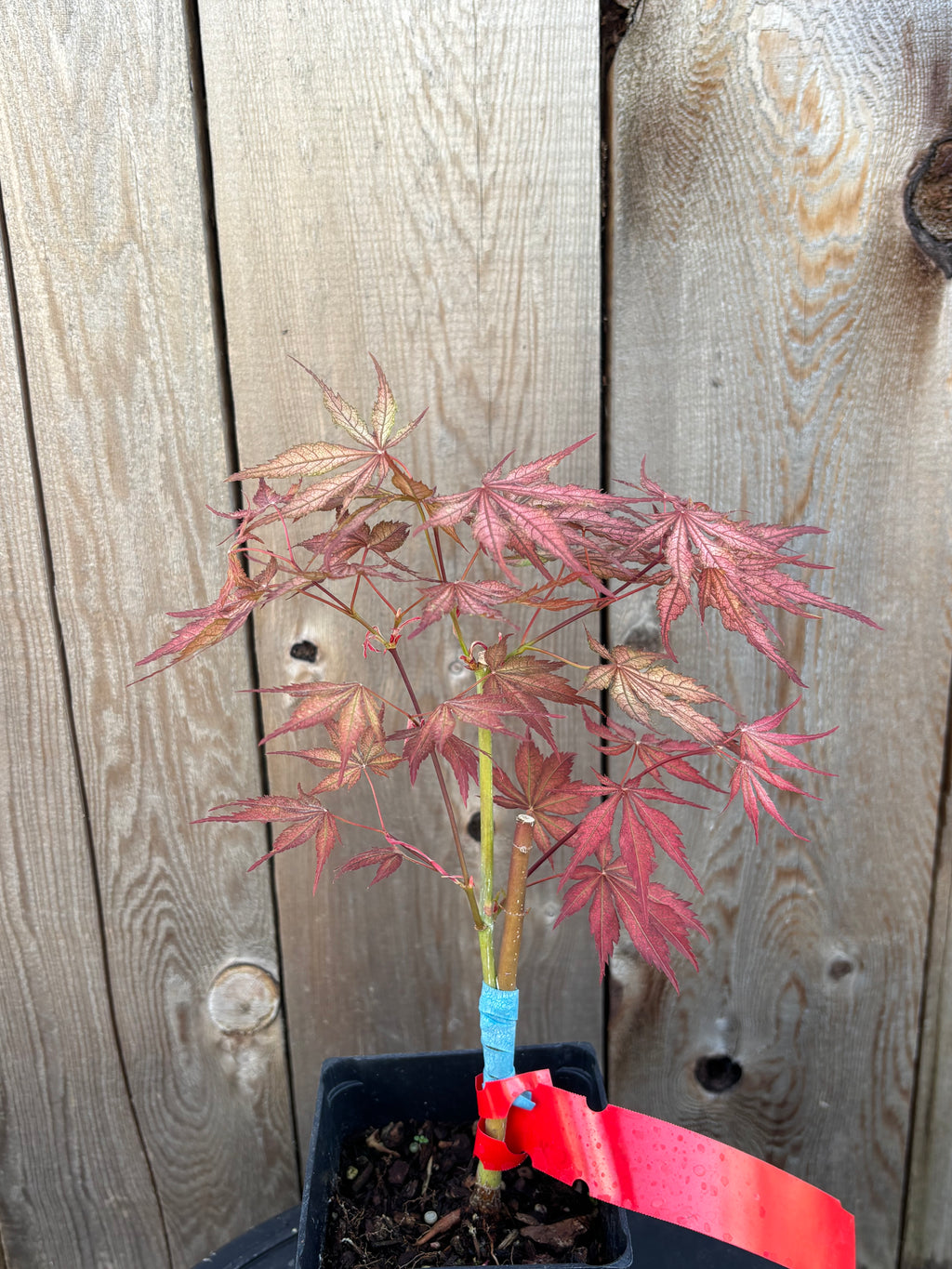 Acer Palmatum ‘Elmwood’