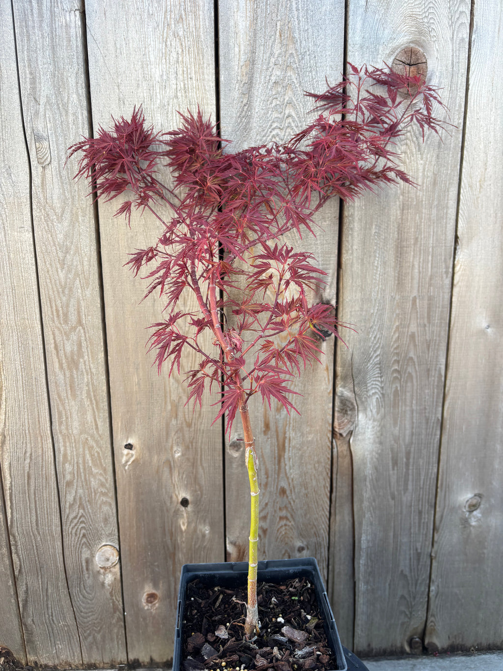 Acer Palmatum ‘Scarlett Princess’