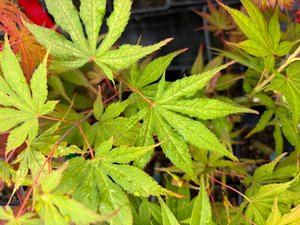 Acer Palmatum ‘Elmwood’