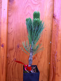 Pinus Nigra ‘Oregon Green’