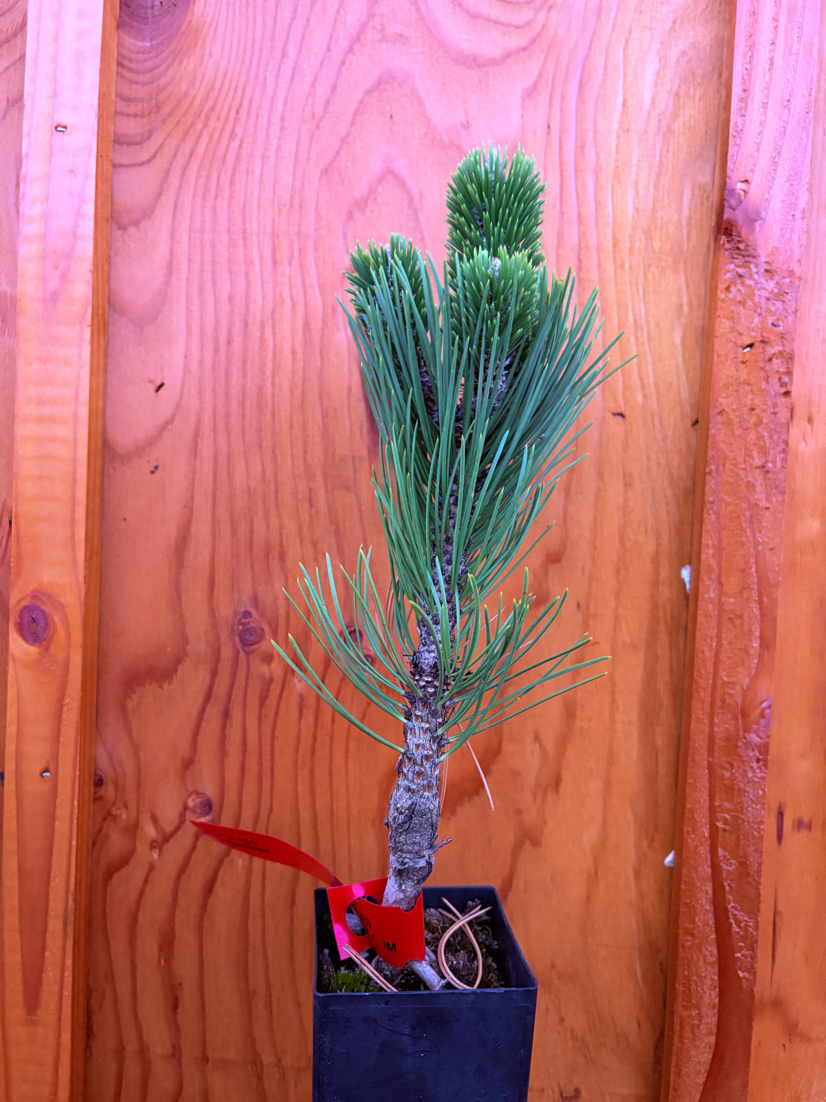 Pinus Nigra ‘Oregon Green’