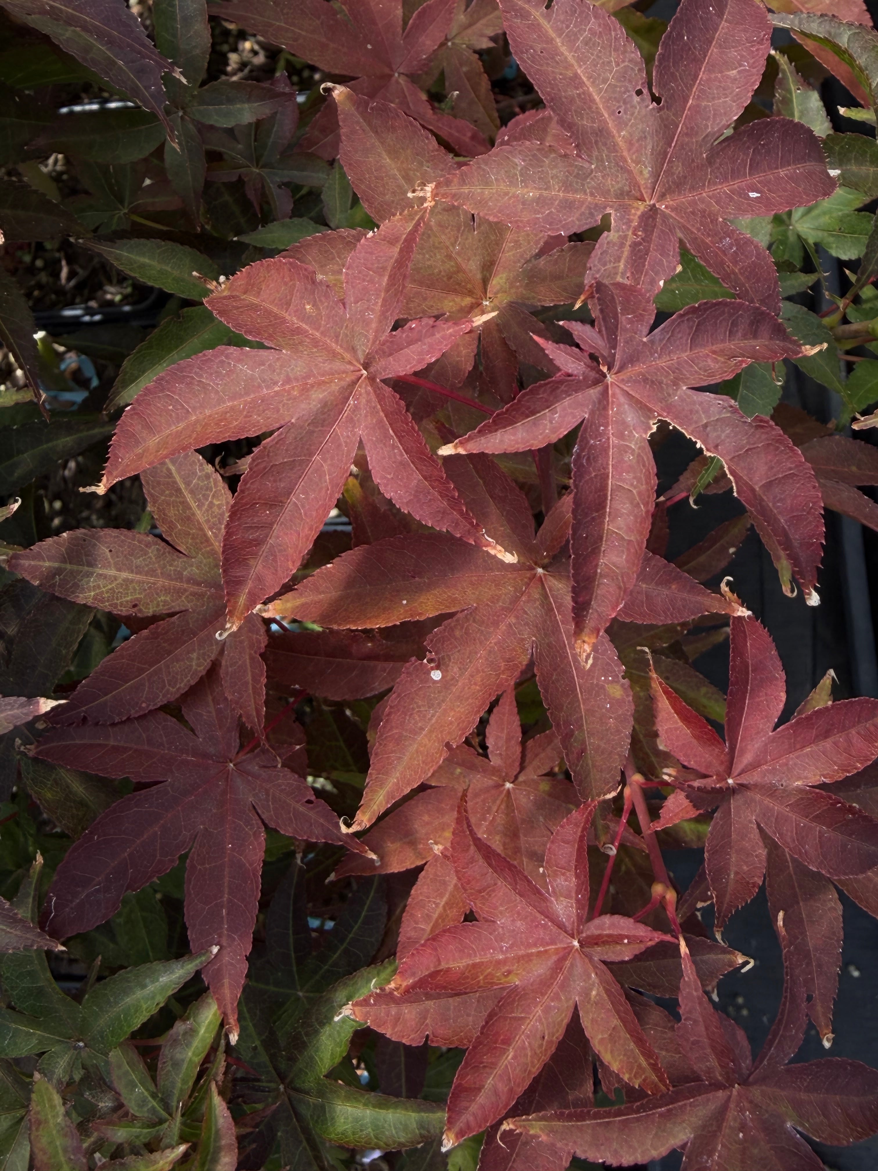 Acer Palmatum ‘Rhode Island Red’