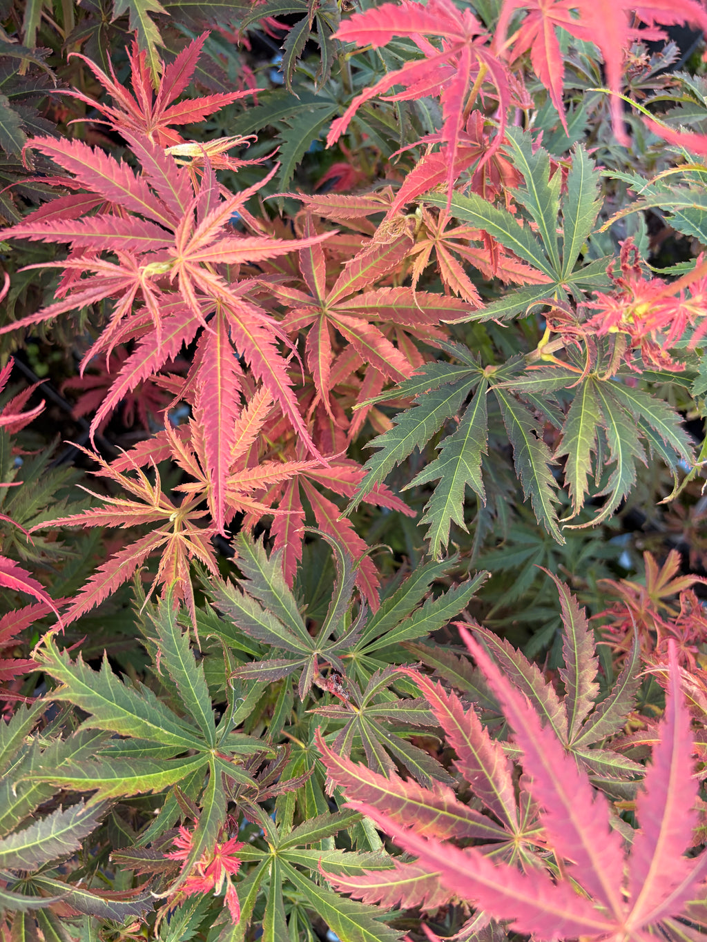 Acer Palmatum ‘Orion’