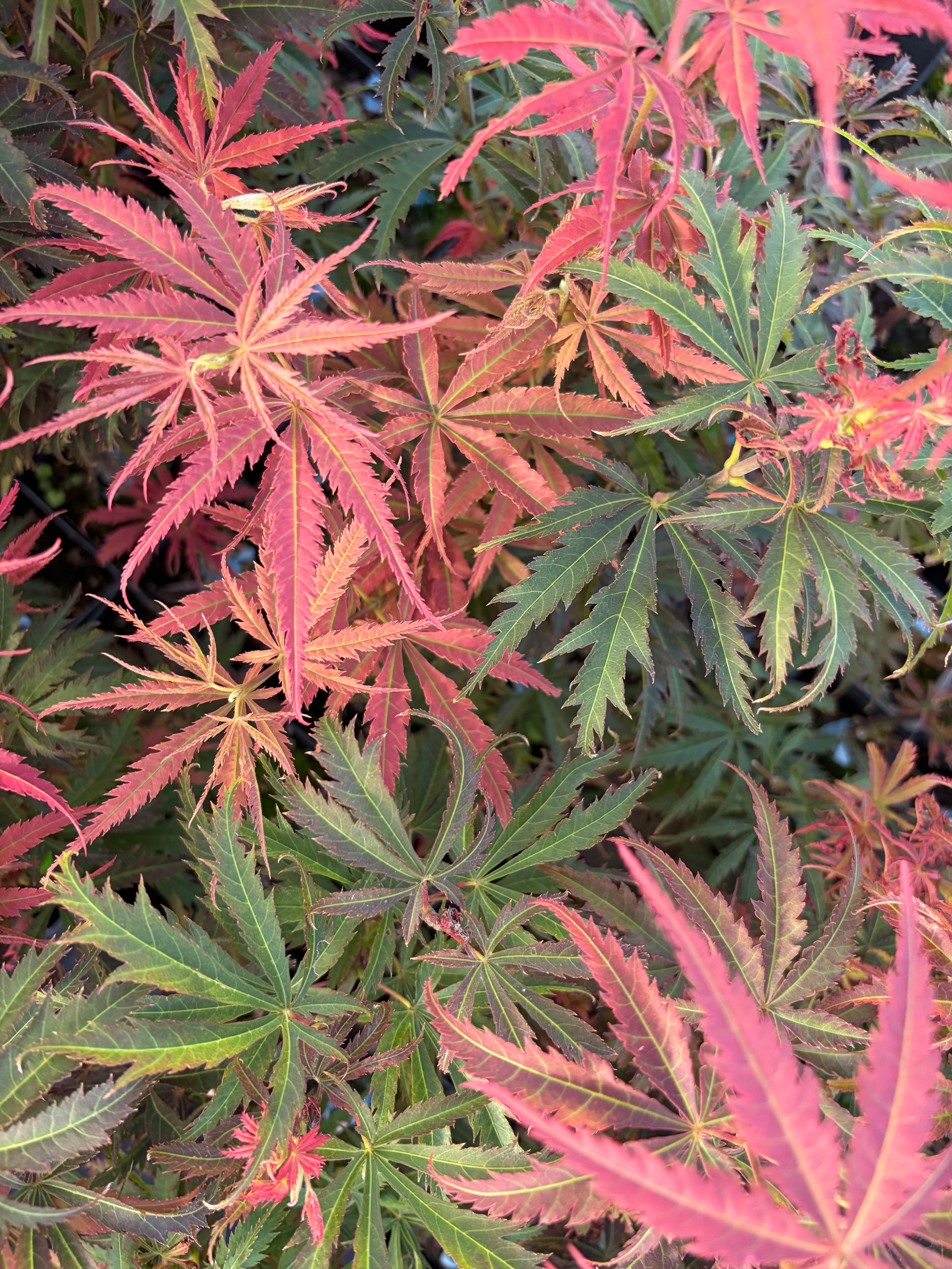Acer Palmatum ‘Orion’