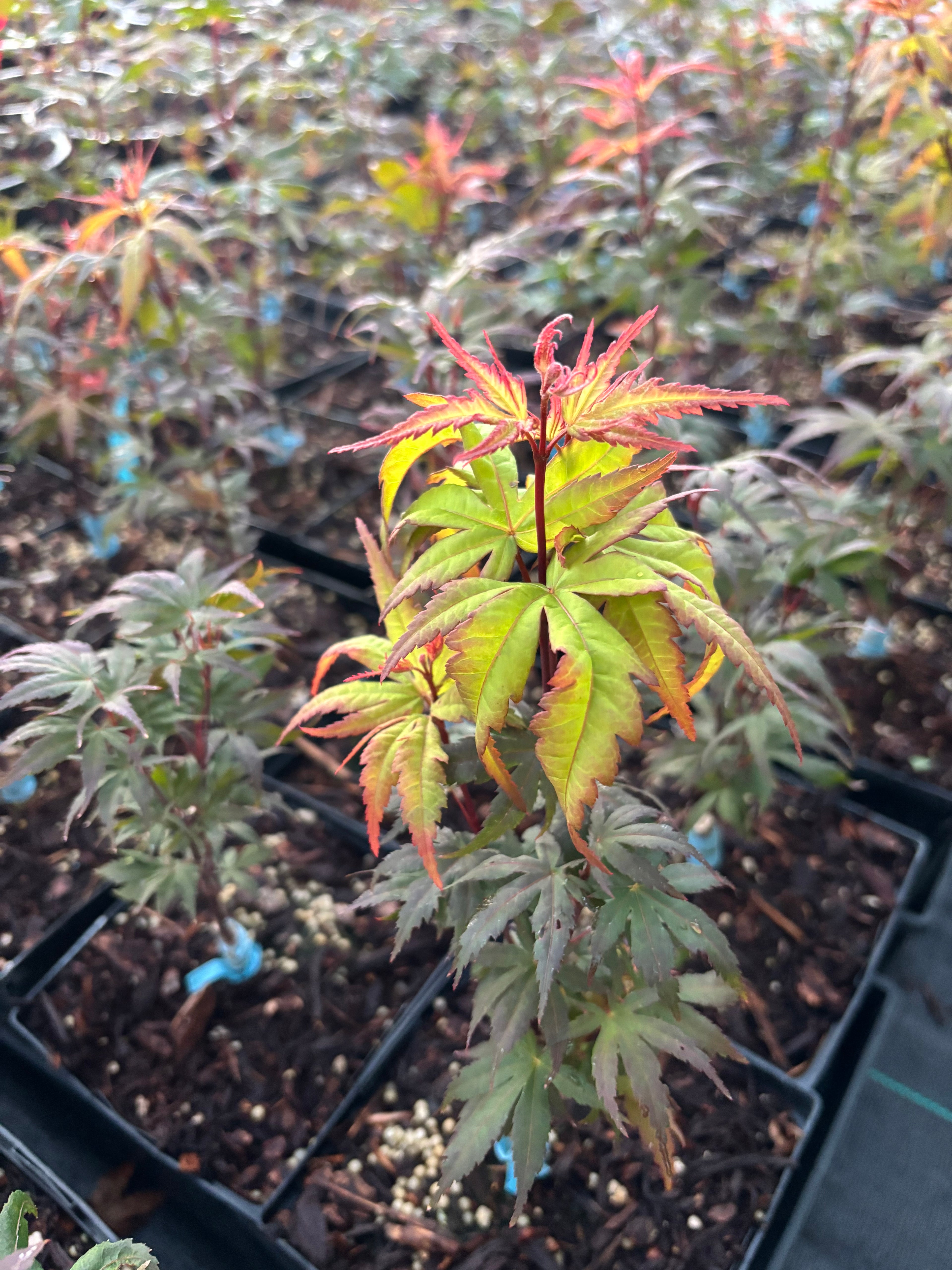 Acer Palmatum ‘Angel The Prince’