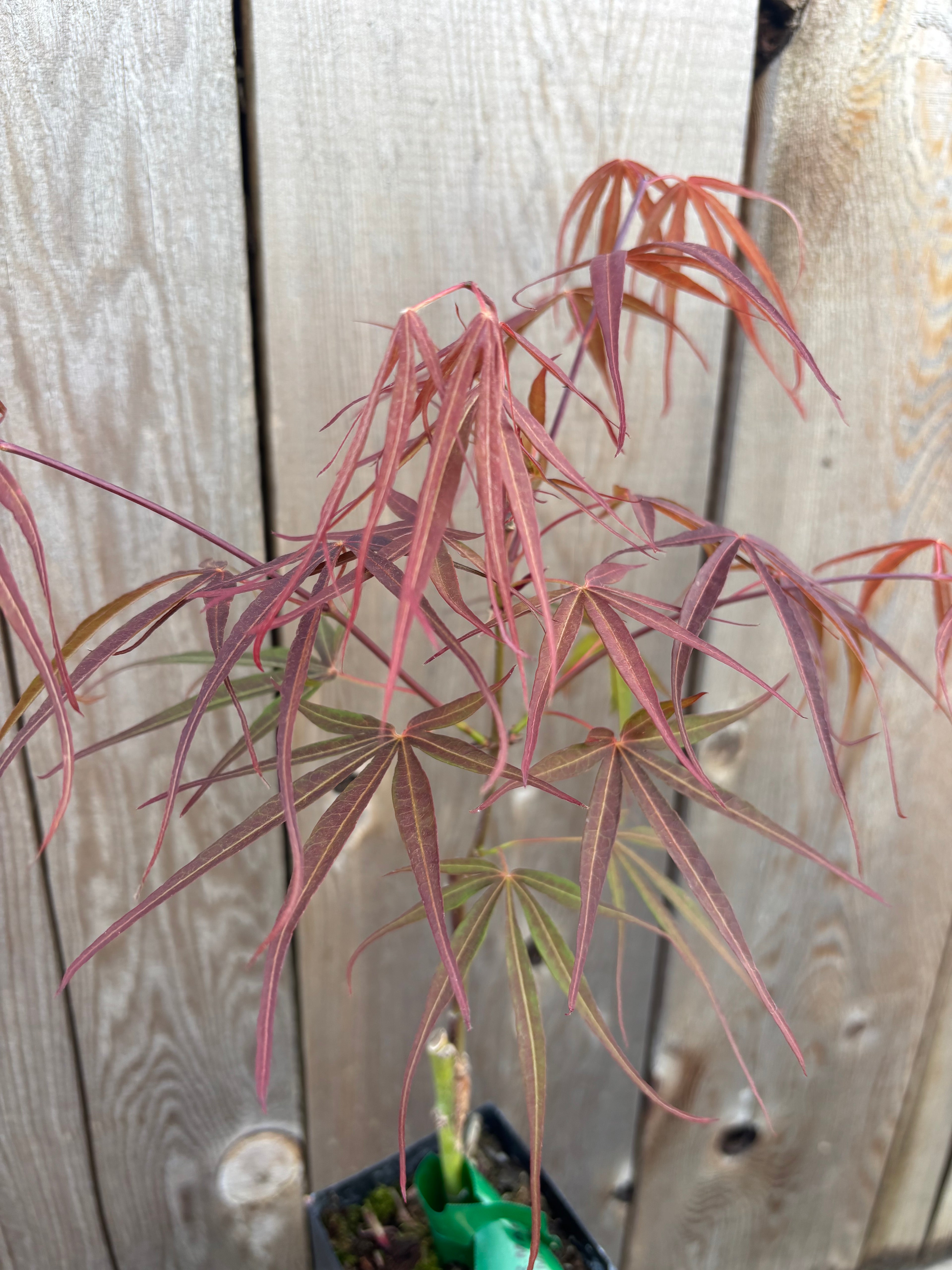 Acer Palmatum ‘Atrolineare’