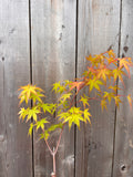 Acer Palmatum ‘Coral Magic’