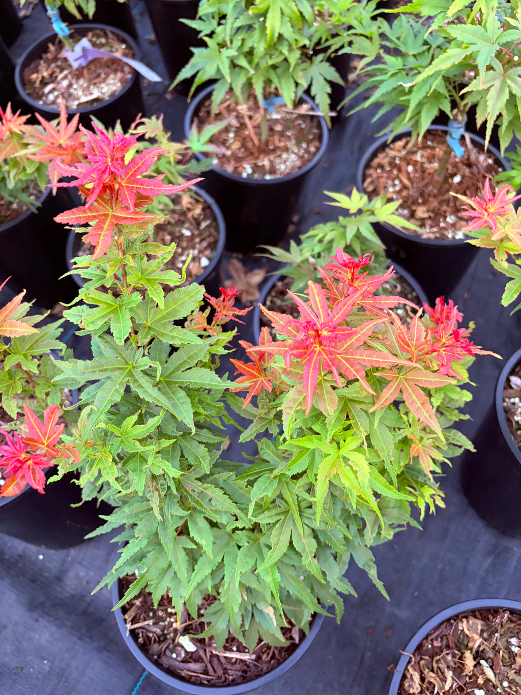 Acer Palmatum ‘Sonya Yatsubusa’  NEW / RARE