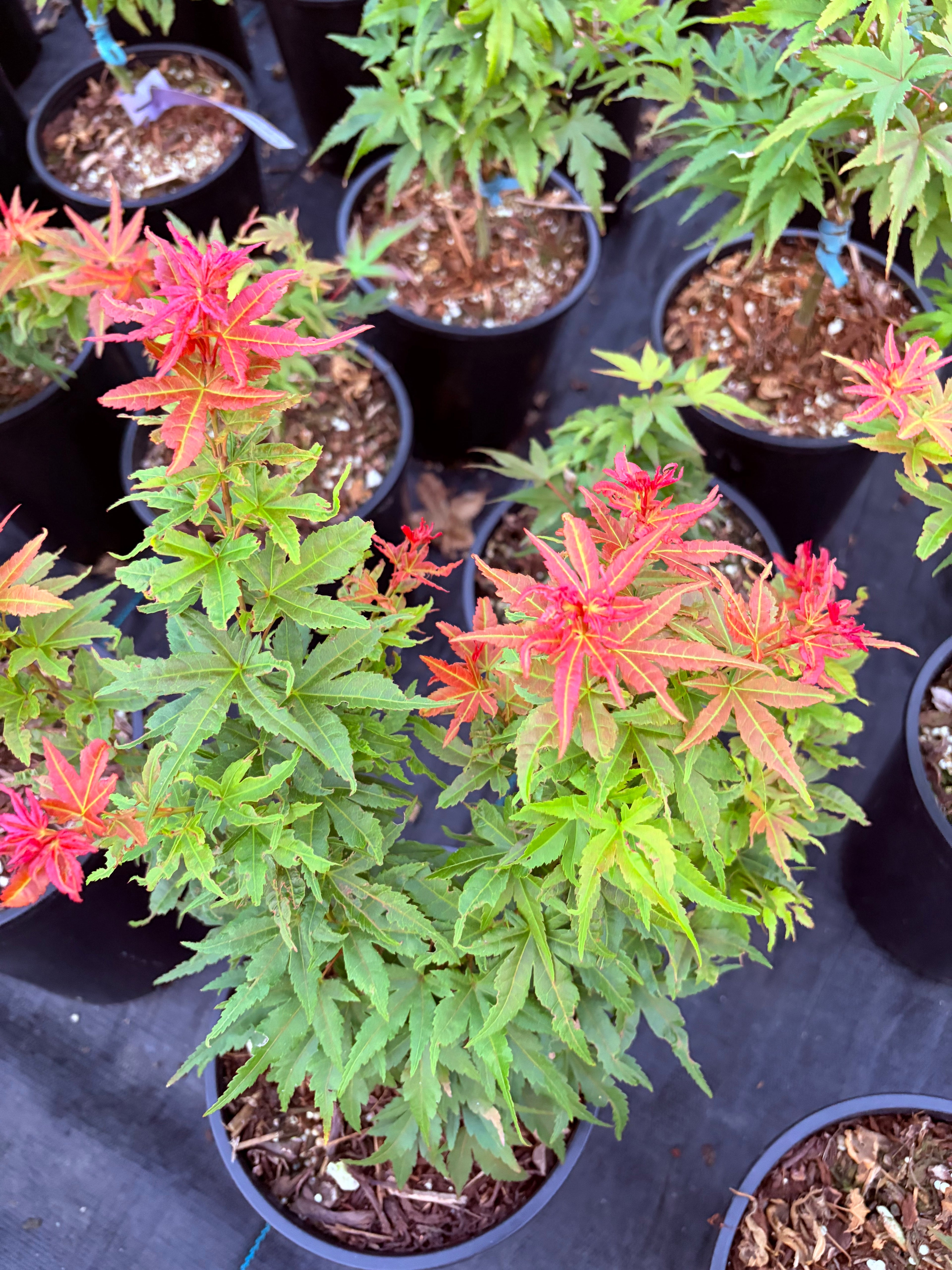 Acer Palmatum ‘Sonya Yatsubusa’  NEW / RARE