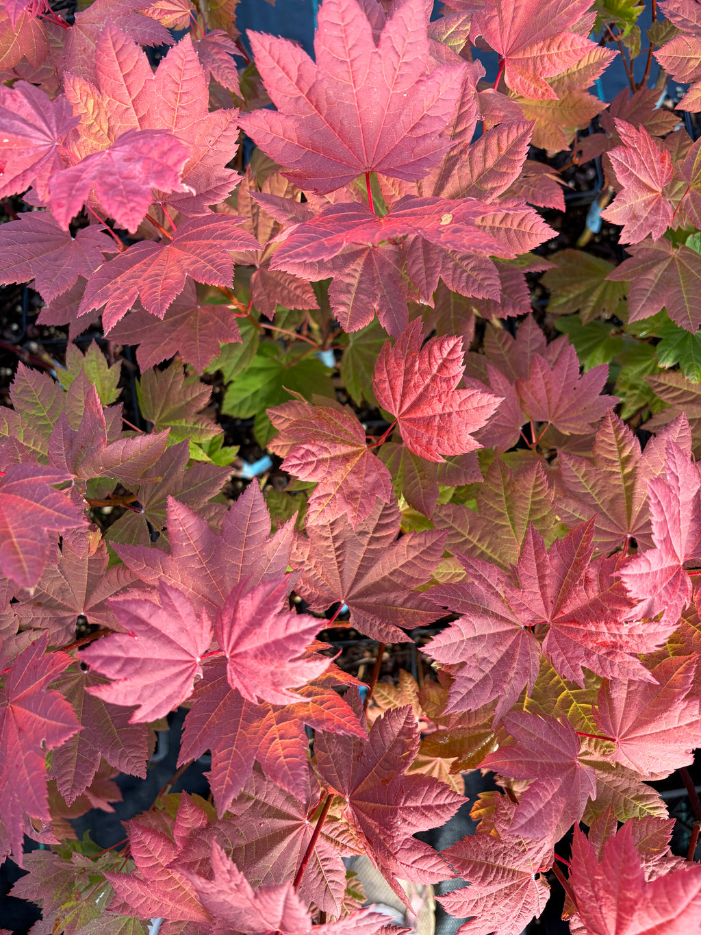 Acer Circinatum ‘Sunny Sister’