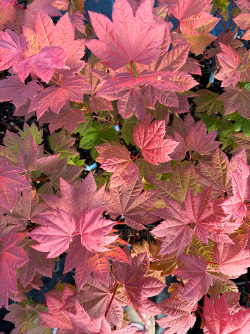 Acer Circinatum ‘Sunny Sister’