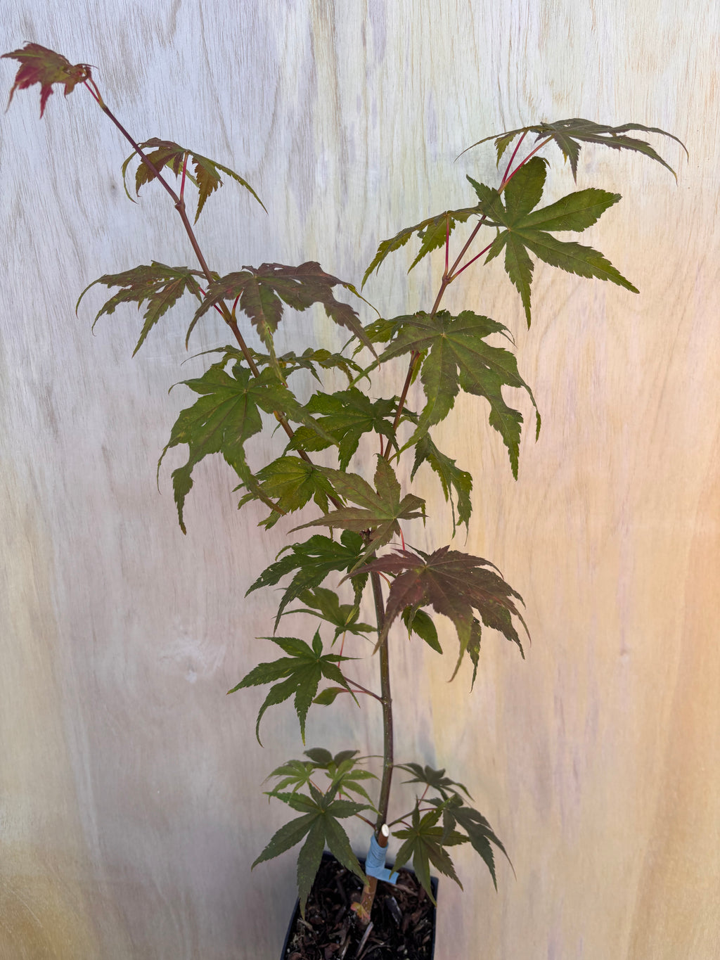 Acer Palmatum ‘Ghost Dancer’
