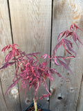 Acer Palmatum ‘Lileeane’s Jewels’