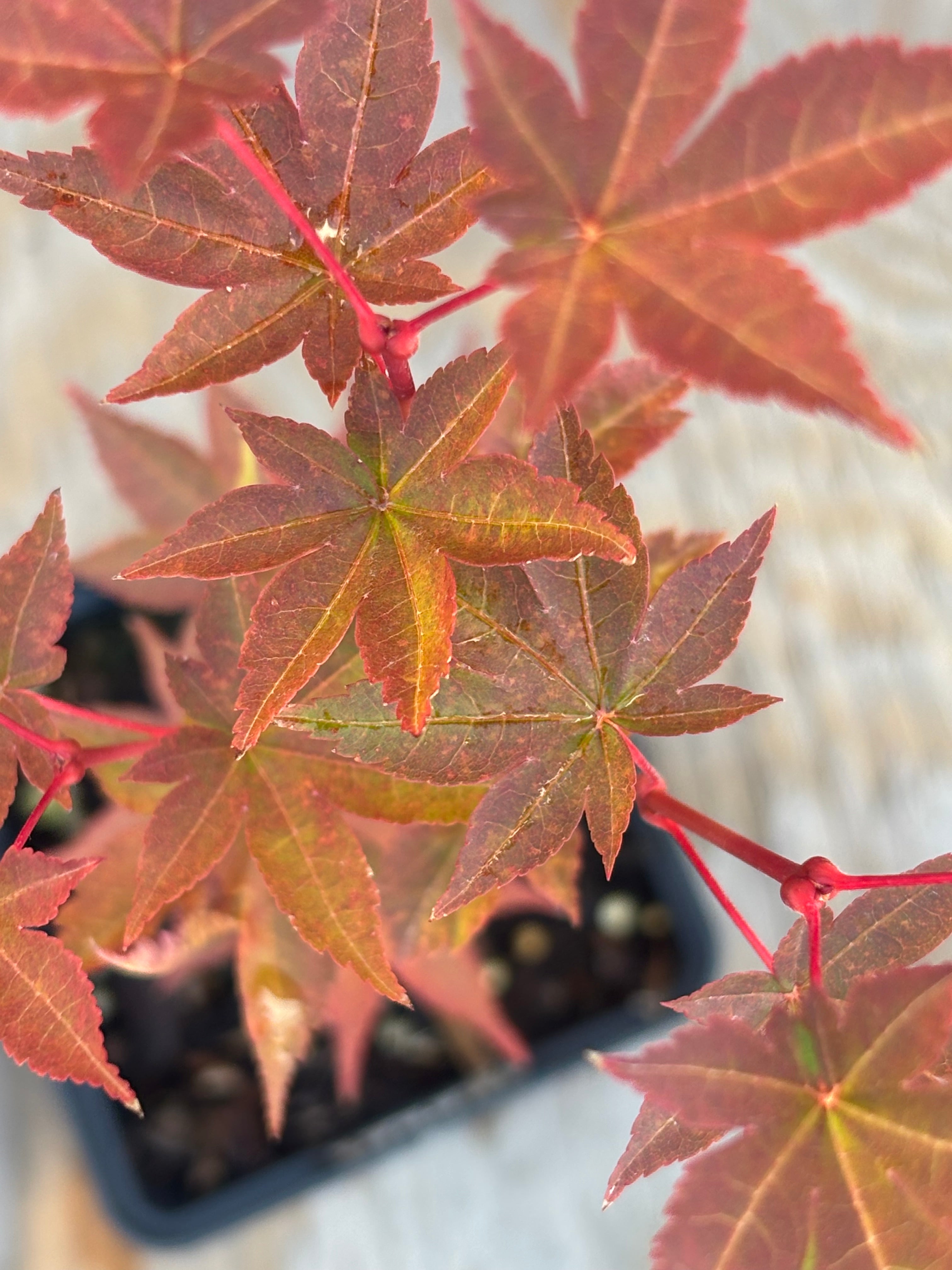Acer Palmatum ‘Dragon King’