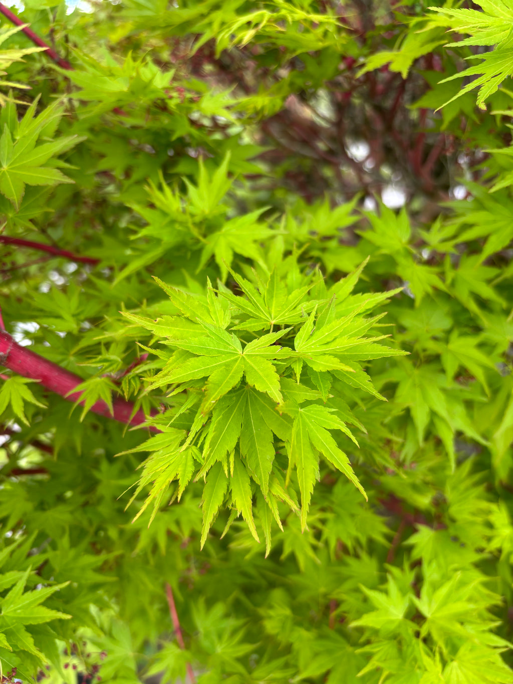Acer Palmatum ‘Sango Kaku’