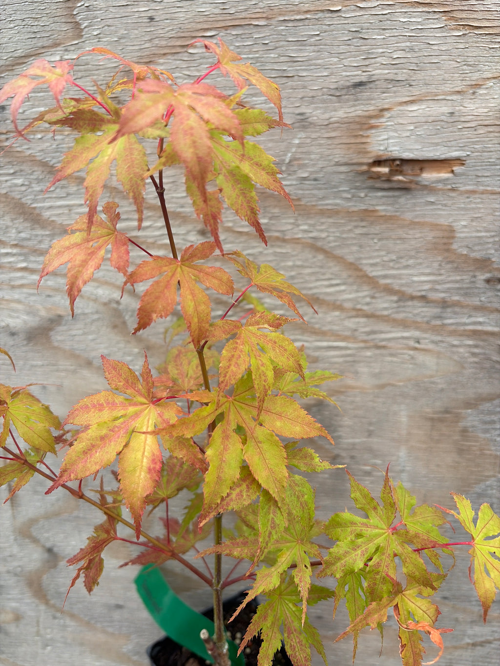 Acer Palmatum ‘Grandma Ghost’