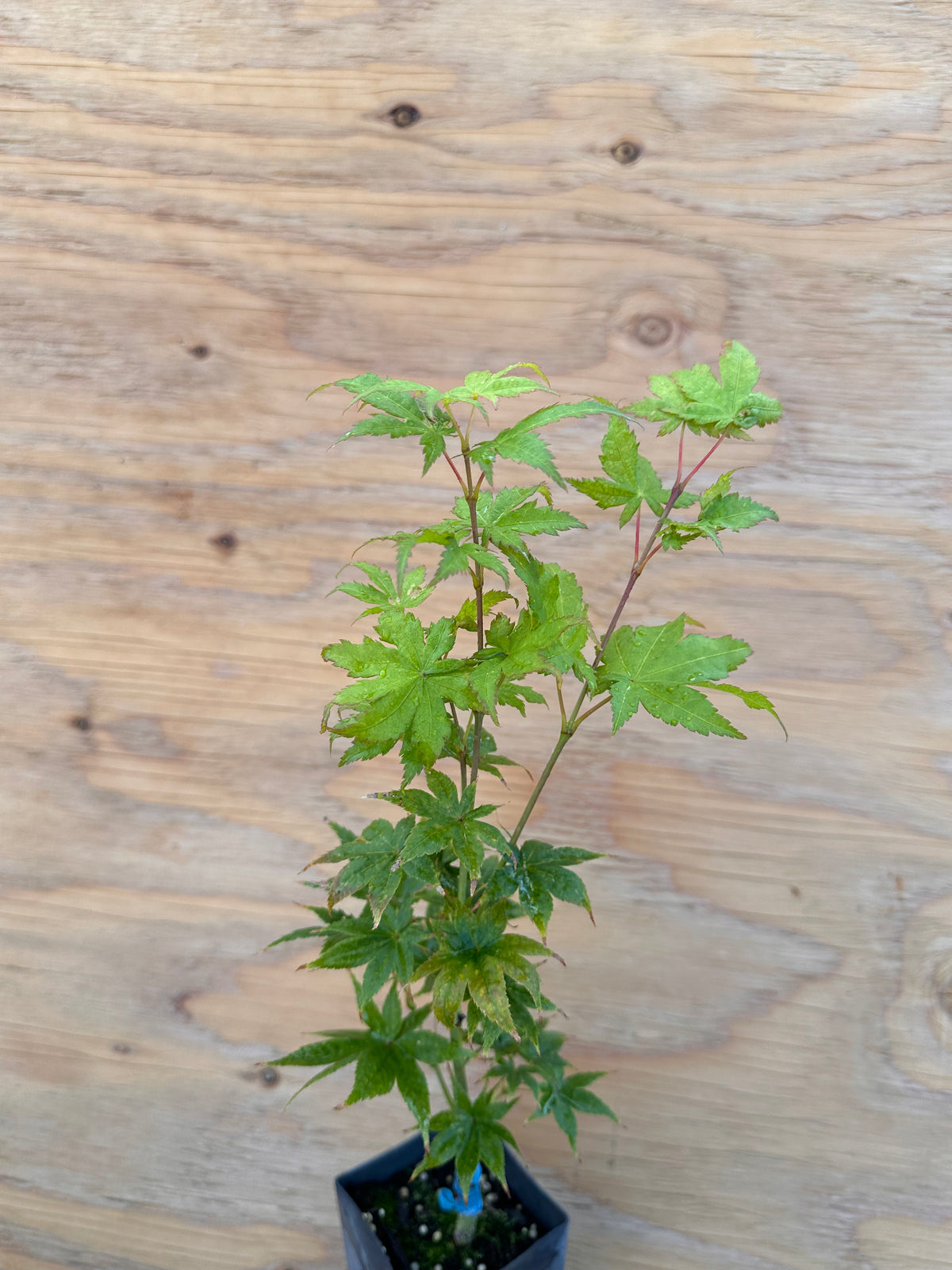 Acer Palmatum ‘Shigi No Hoshi’