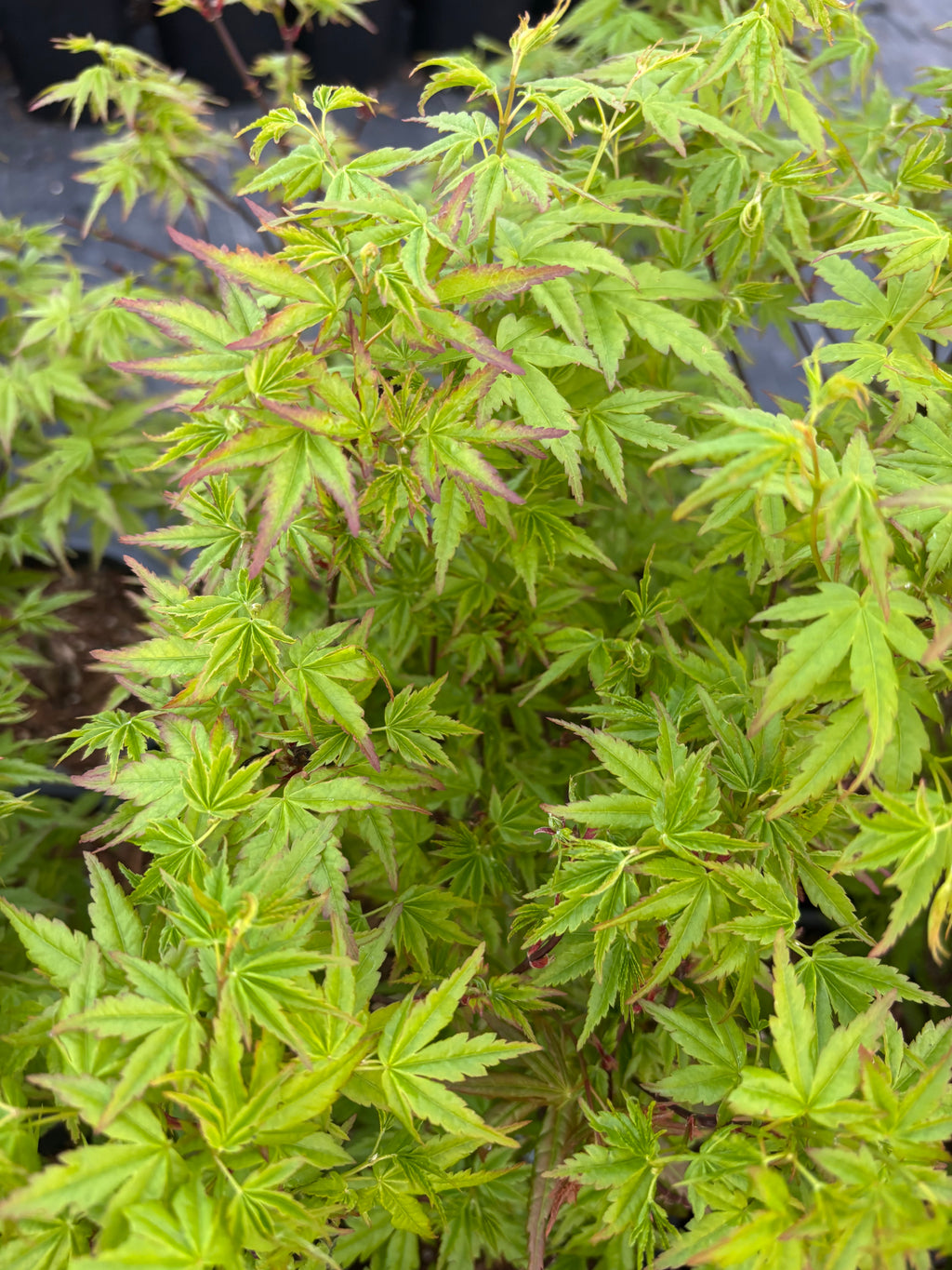 Acer Palmatum ‘Columba’