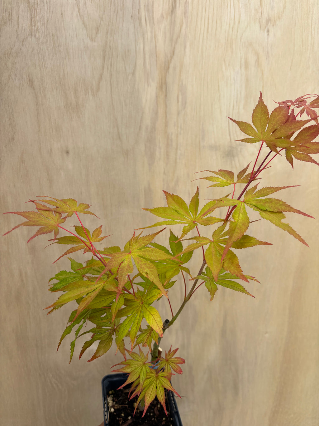 Acer Palmatum ‘Elmwood’