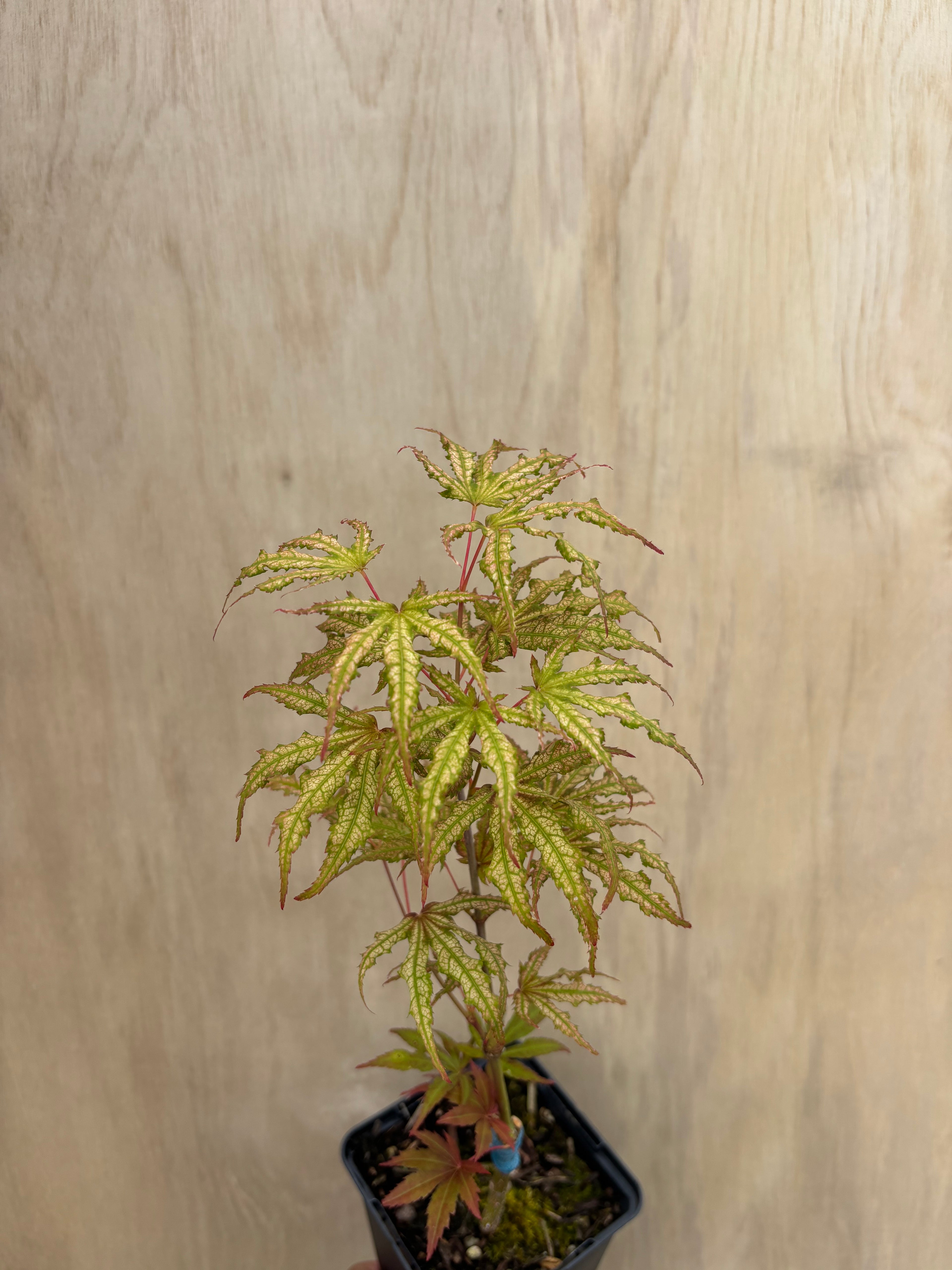 Acer Palmatum ‘Mikazuki’