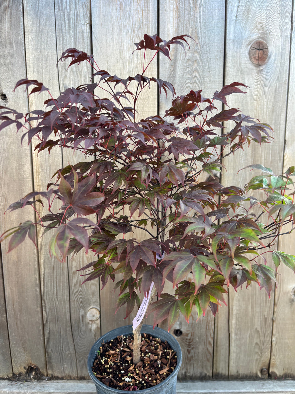 Acer Palmatum 'Adrain's Compact'