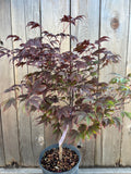 Acer Palmatum 'Adrain's Compact'