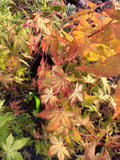 Acer Palmatum ‘Katsura’