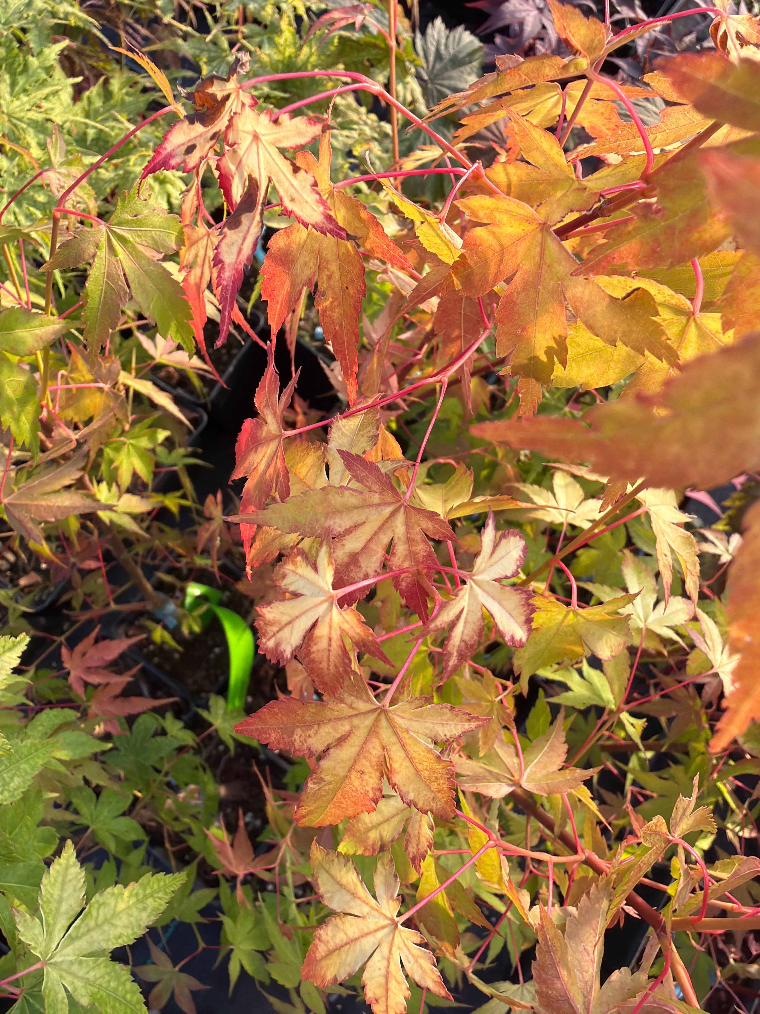 Acer Palmatum ‘Katsura’