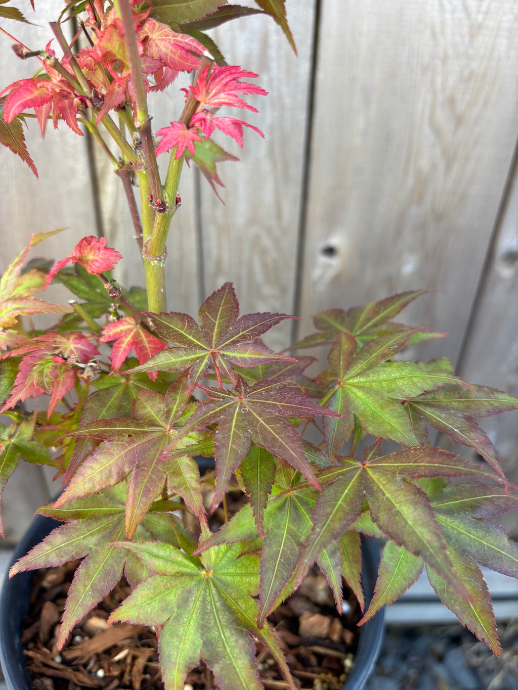 Acer Palmatum ‘Peaches & Cream’