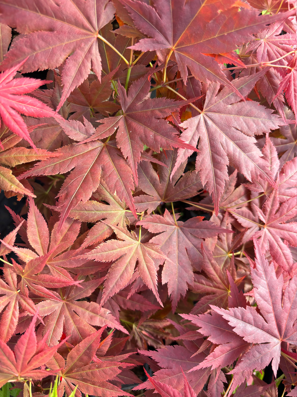 Acer Palmatum ‘Iijima Sunago’