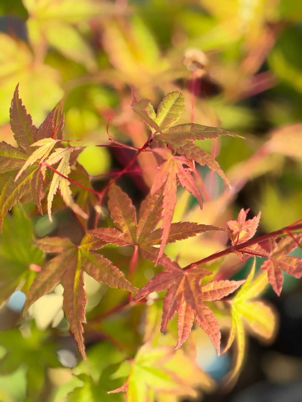 Acer Palmatum ‘Johnnie’s Pink’