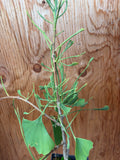 Ginkgo biloba 'Weeping Wonder'