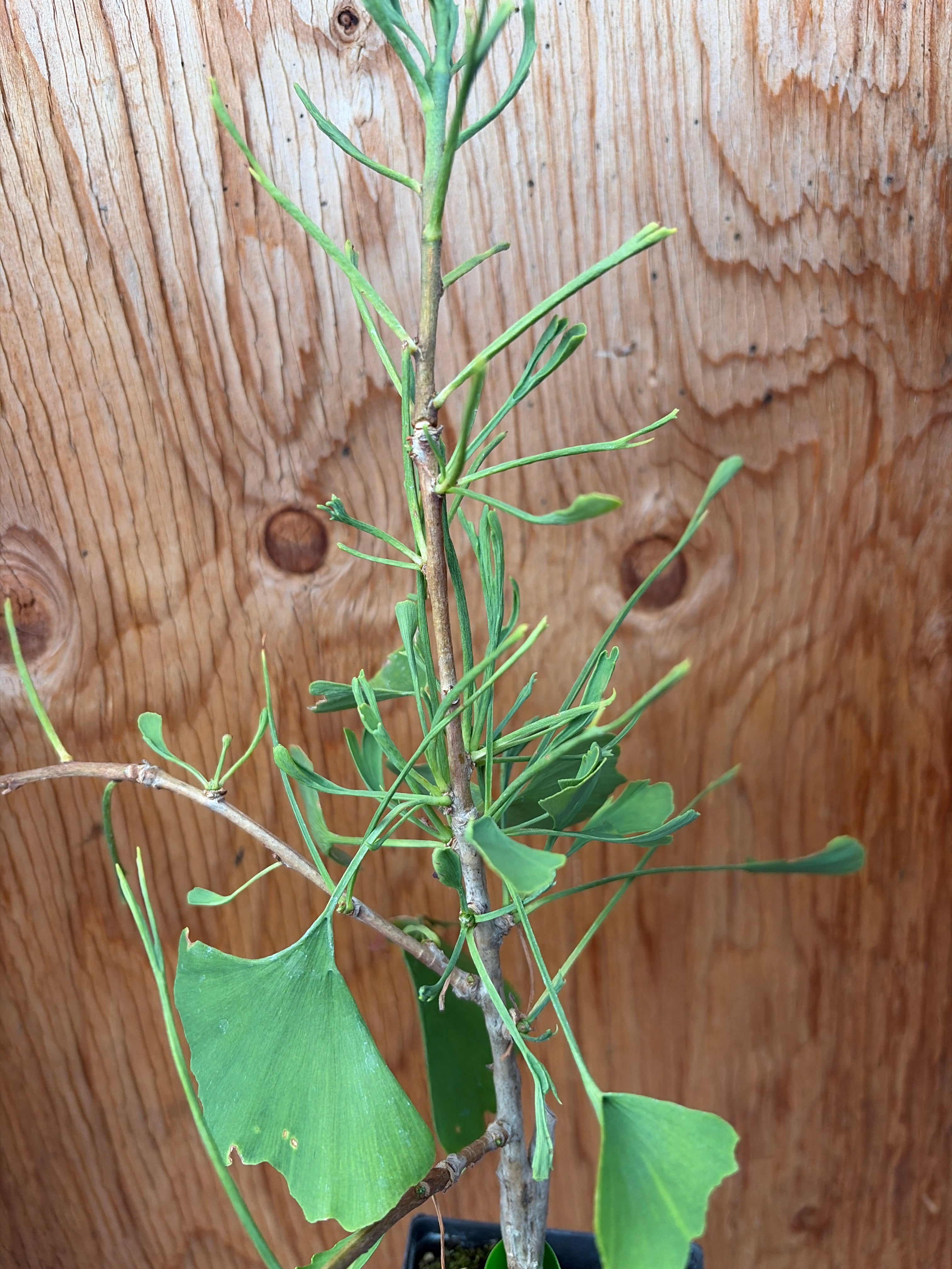 Ginkgo biloba 'Weeping Wonder'