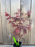 Acer Palmatum 'Ruslyn In The Pink'
