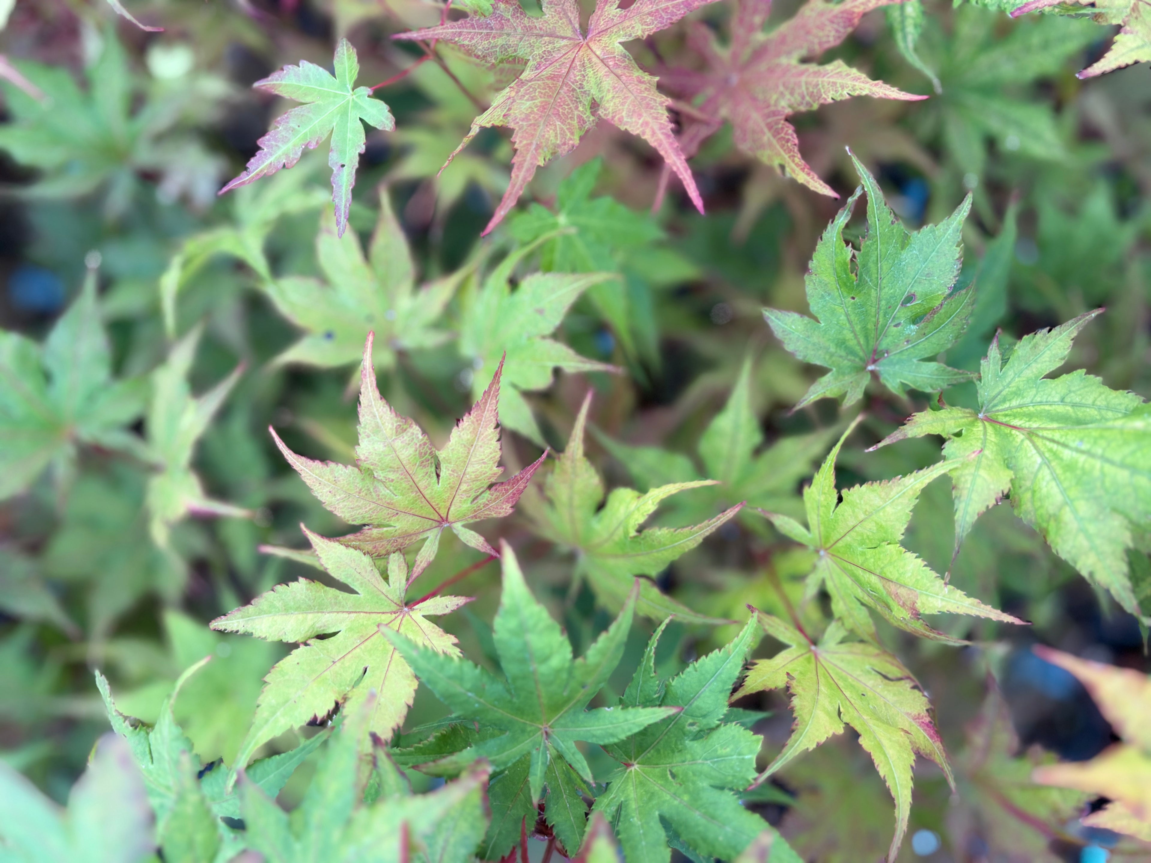 Acer Palmatum ‘Celebration’