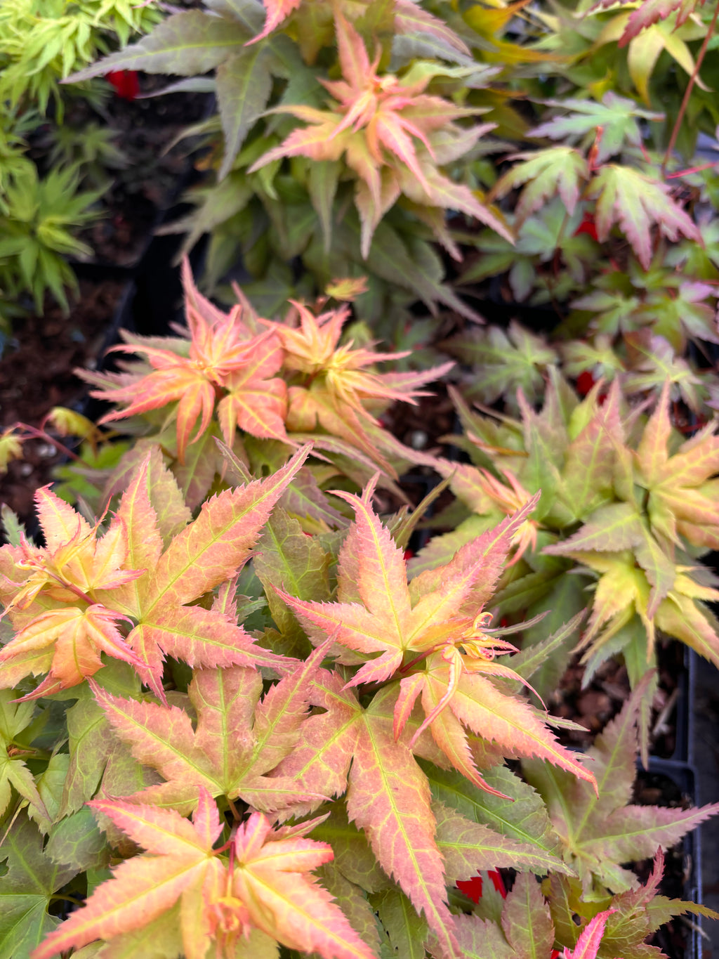 Acer Palmatum ‘Japanese Princess’