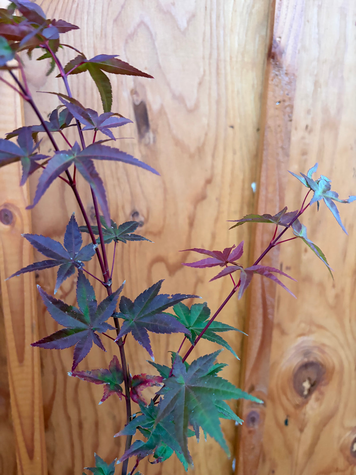 Acer Palmatum ‘Beni Maiko’
