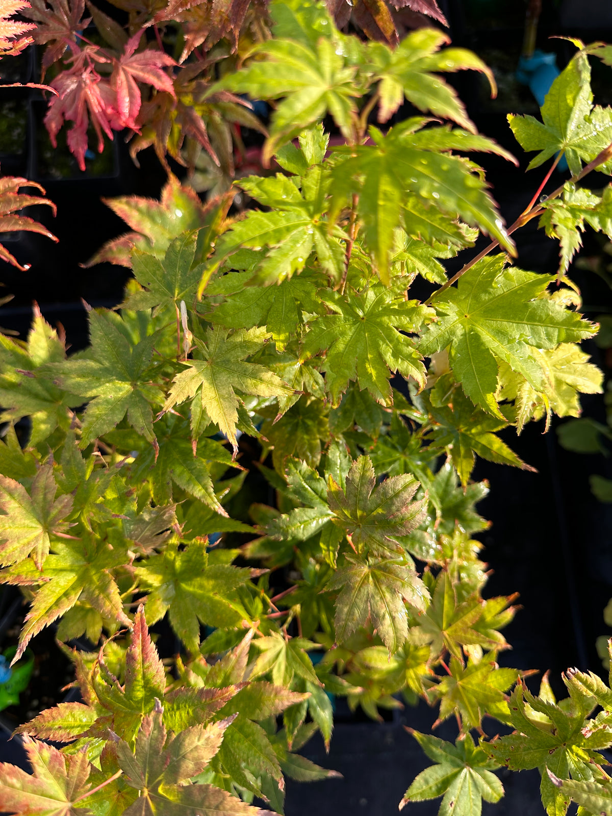 Acer Palmatum ‘Shigi No Hoshi’