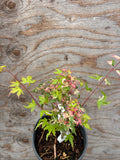 Acer Palmatum ‘Taiyo Nishiki’