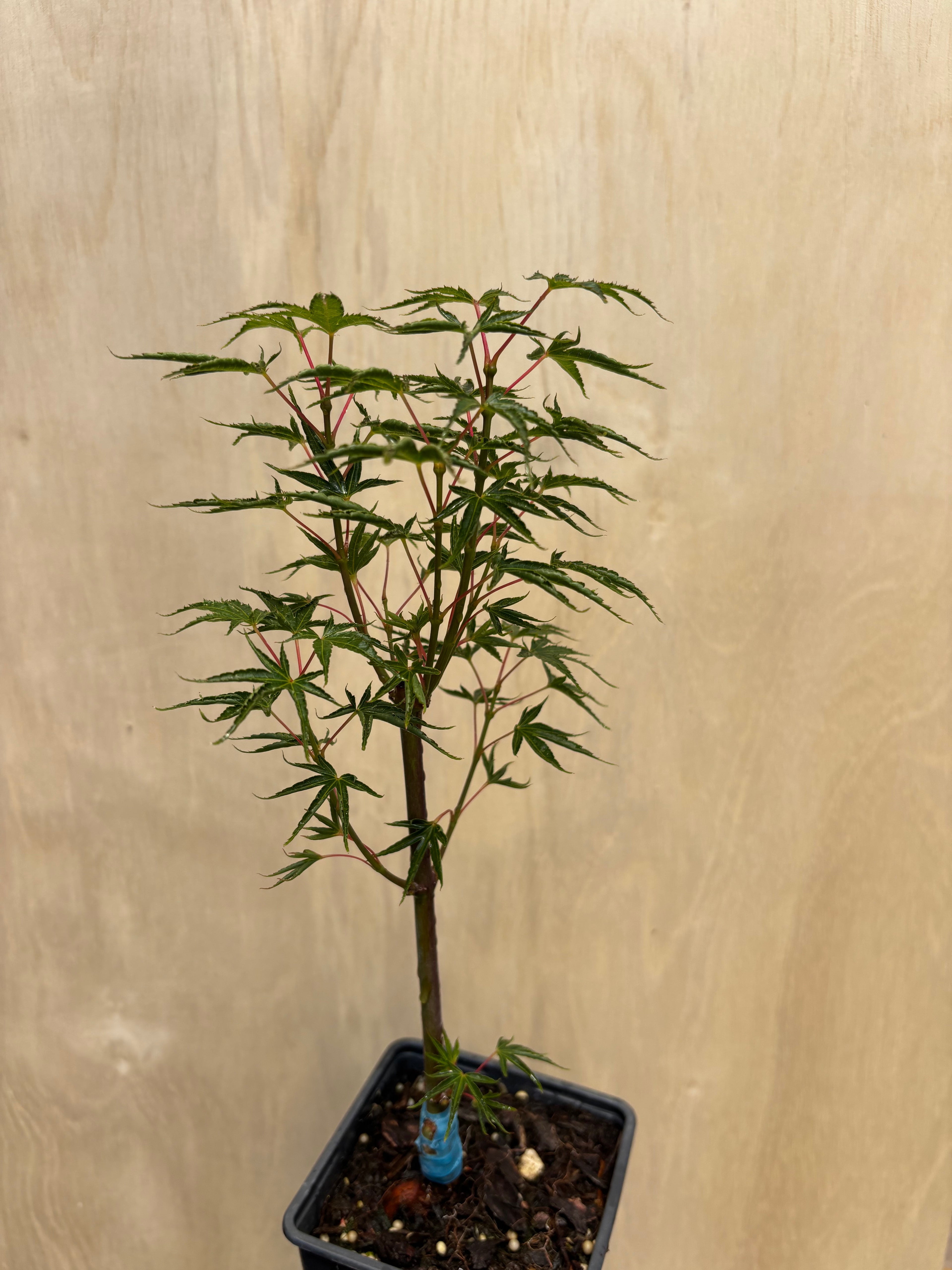 Acer Palmatum ‘Okushimo’