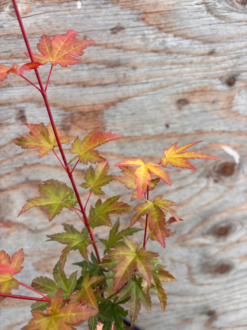 Acer Palmatum ‘Mila’