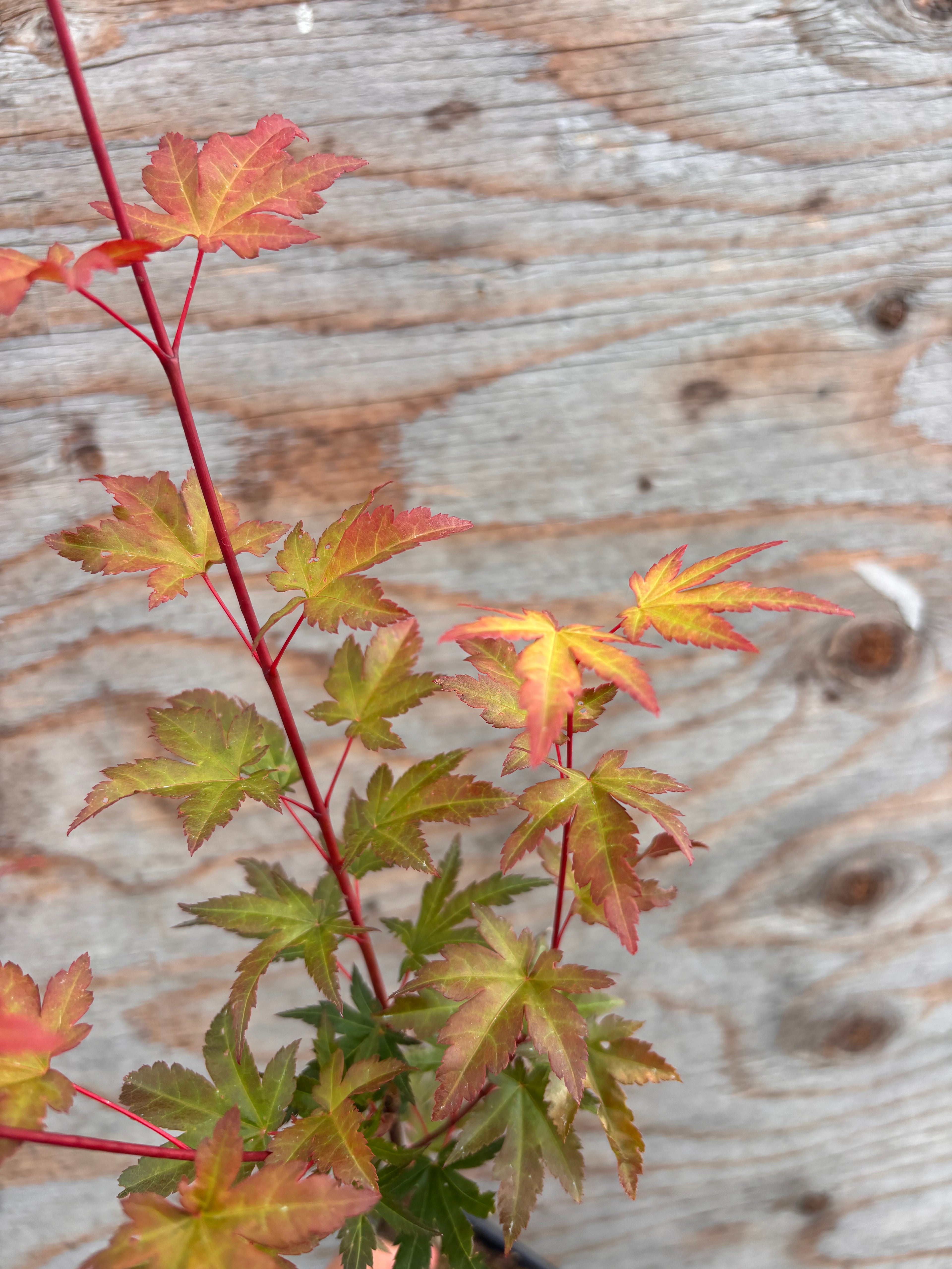 Acer Palmatum ‘Mila’