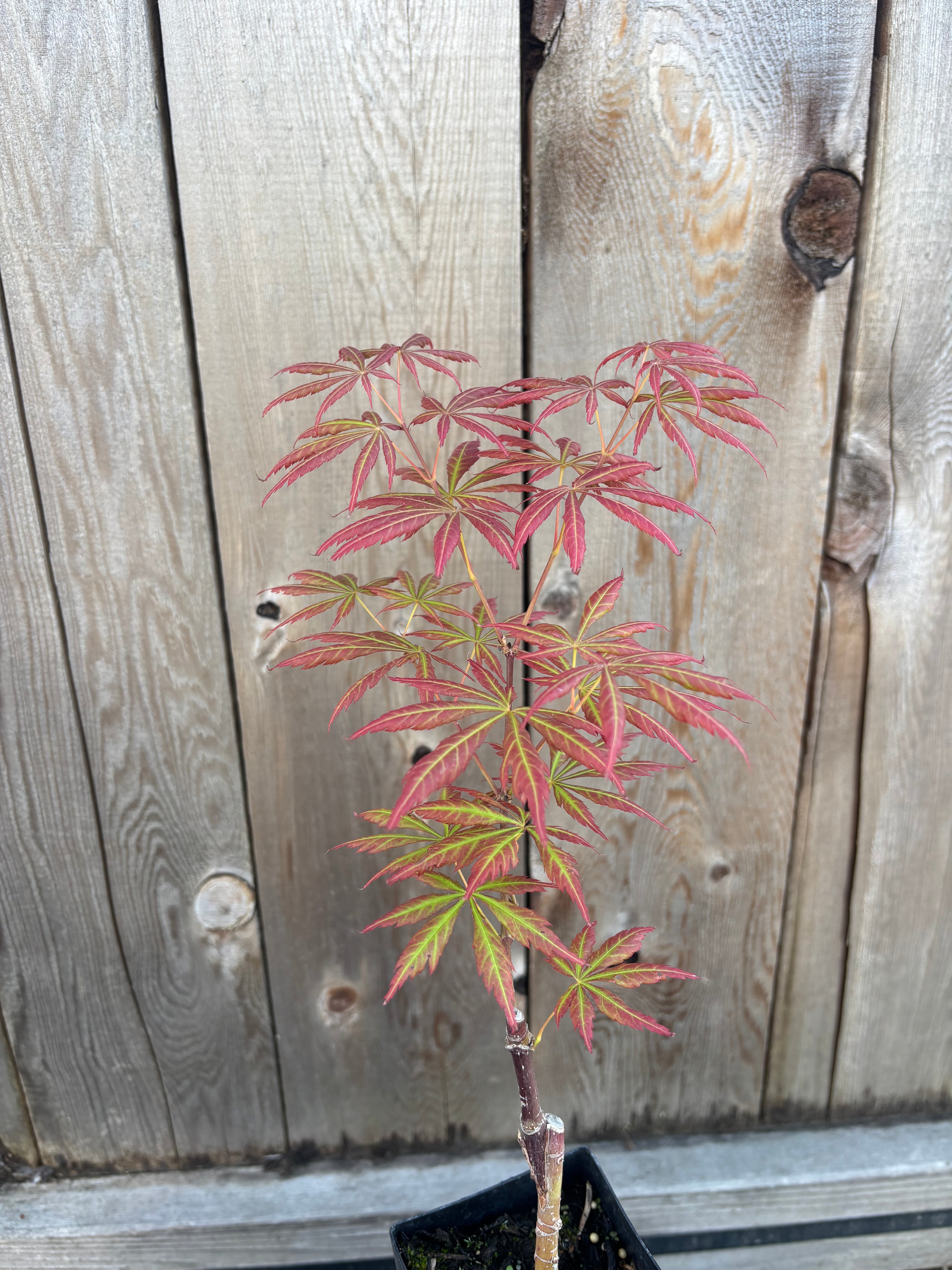Acer Shiraswanum 'Bronze Age'