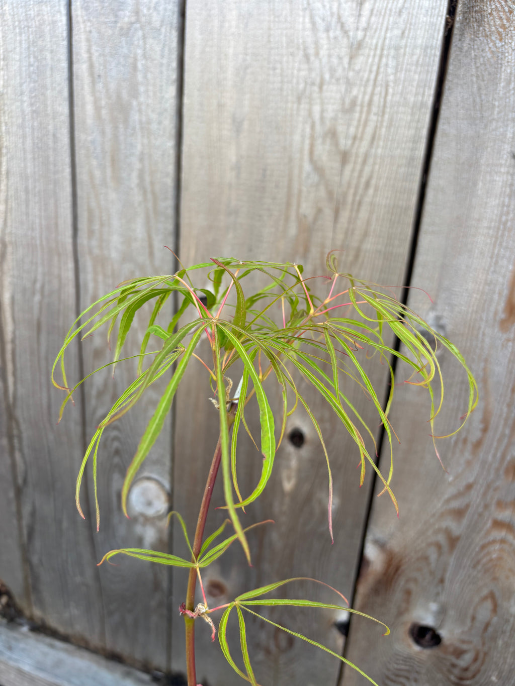 Acer Palmatum 'Koto-No-Ito'