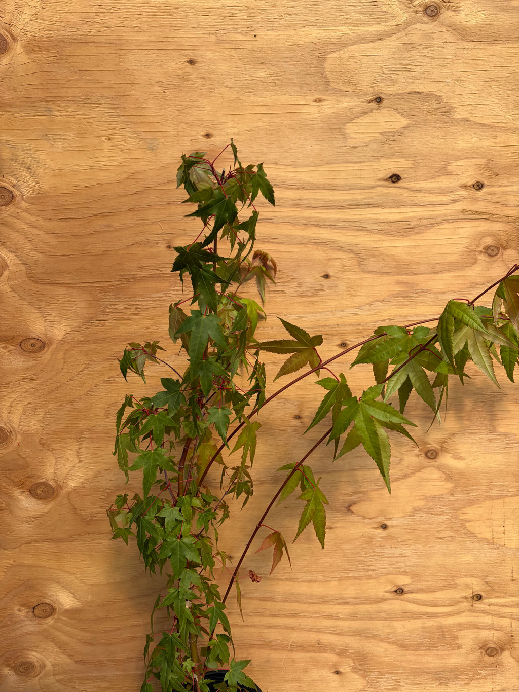 Acer Palmatum ‘Pink Panther’