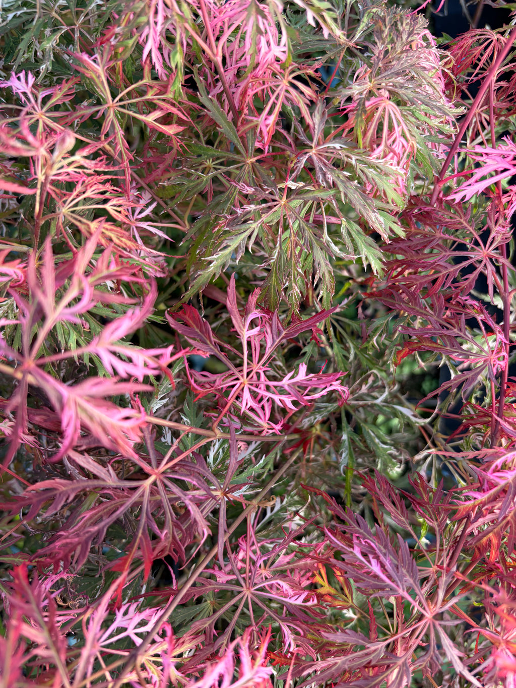 Acer Palmatum ‘Hana Matoi’
